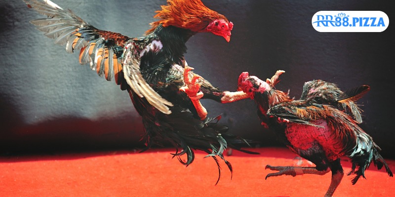 Quy tắc dự đoán tại sảnh game